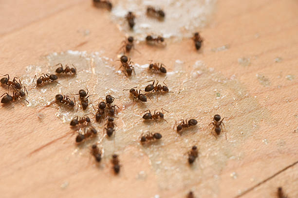 Wasp Removal Services in Worland, WY